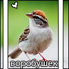 Птицы Воробушек аватар