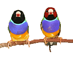 Птицы Два попугая яркой расцветки сидят на веточке аватар