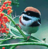 Птицы Любовь к красному аватар