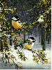 Птицы Зима. Лес. Синички аватар