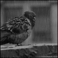Птицы Голубь под дождём аватар