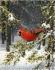 Птицы В зимнем лесу на ветке сидит красная птица аватар