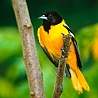 Птицы Желто-черная птица аватар