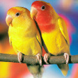 Птицы Два попугайчика аватар