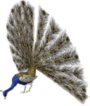 Птицы Павлин с расправленным хвостом питается аватар