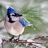 Птицы Бело-синяя птица аватар