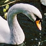 Птицы Голова и шея  белого лебедя аватар