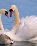 Птицы Пара белых лебедей на озере аватар
