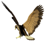 Птицы Орел аватар