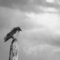 Птицы Ворона и движущиеся облака аватар