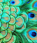 Птицы Красивые перья павлина аватар