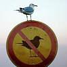 Птицы Здесь нельзя находится чайкам аватар