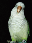 Птицы Белый попугай вертит головой аватар