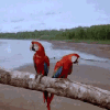 Птицы Пара попугаев на ветке аватар