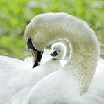 Птицы Лебедь с птенцом аватар