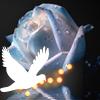 Птицы Белый голубь летит рядом с голубой розой аватар