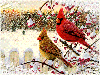 Птицы Мы такие яркие, чтобы нас все видели на фоне снега аватар