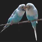 Птицы Волнистые попугайчики аватар