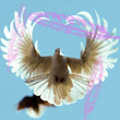 Птицы Белый голубь аватар