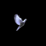 Птицы Голубь на фоне темного неба аватар
