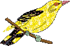 Птицы Красивая птичка с желтым опереньем аватар