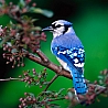 Птицы Голубая птица аватар