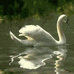 Птицы Лебеди грациозно плывет аватар