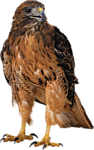 Птицы Орел нацелен аватар