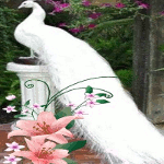 Птицы Павлин с цветочками аватар