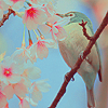 Птицы Маленькая птица на ветке дерева аватар