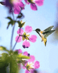 Птицы Колибри у розовых цветов аватар