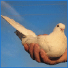 Птицы Голубь в руке аватар
