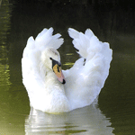 Птицы Белый лебедь поднитаеткрылья аватар