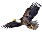 Птицы Орел на крыльях аватар
