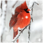 Птицы Красная птица аватар