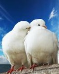 Птицы Пара белых голубей на фоне голубого неба аватар