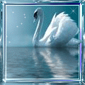 Птицы Белый лебедь на пруду аватар