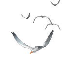 Птицы Красивый полёт альбатросов аватар