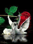 Птицы Лебеди на фоне розы аватар