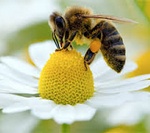 Пчелы Пчела на ромашке аватар