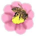 Пчелы Пчела на цветке аватар