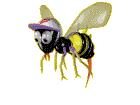 Пчелы Пчела в кепке аватар