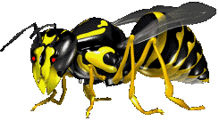 Пчелы Пчела в увеличении аватар