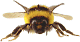 Пчелы Настоящая пчела аватар