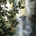 Водопады, реки Водопад спрятался за деревом аватар