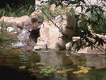 Водопады, реки Чистая река аватар