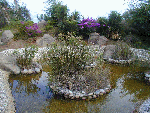 Водопады, реки Пруд с цветами аватар