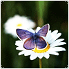Ромашки Бабочка на ромашке аватар