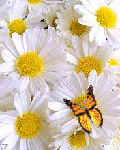 Ромашки Бабочка на ромашках аватар