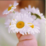 Ромашки Белые ромашки в кулачке аватар